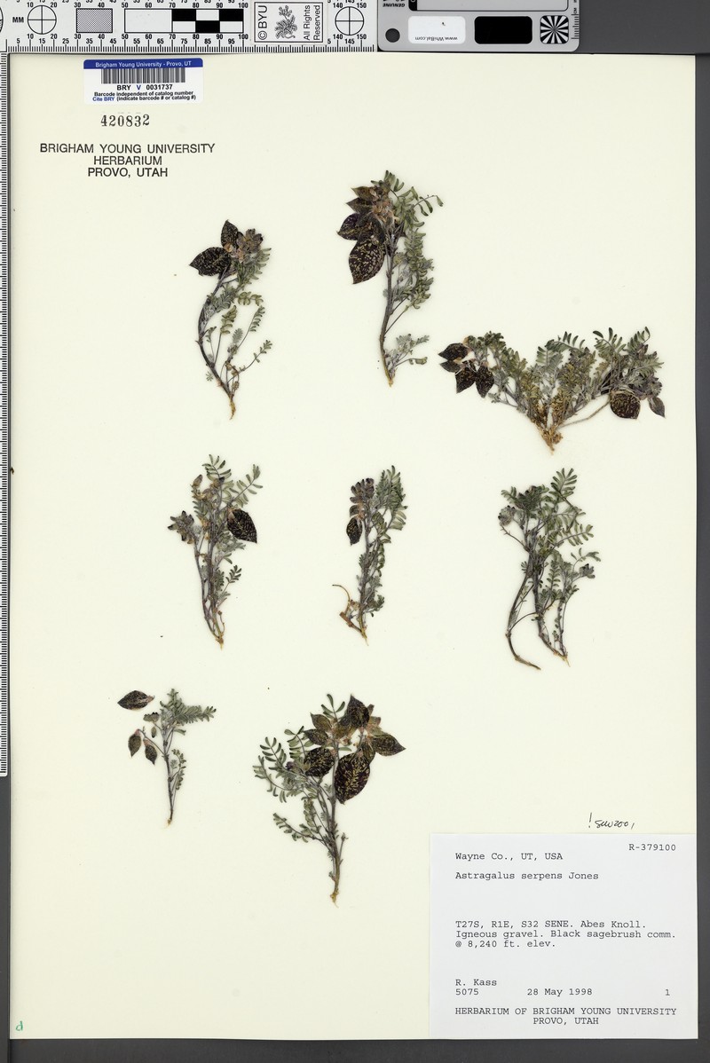 Plateau Milkvetch photo 5