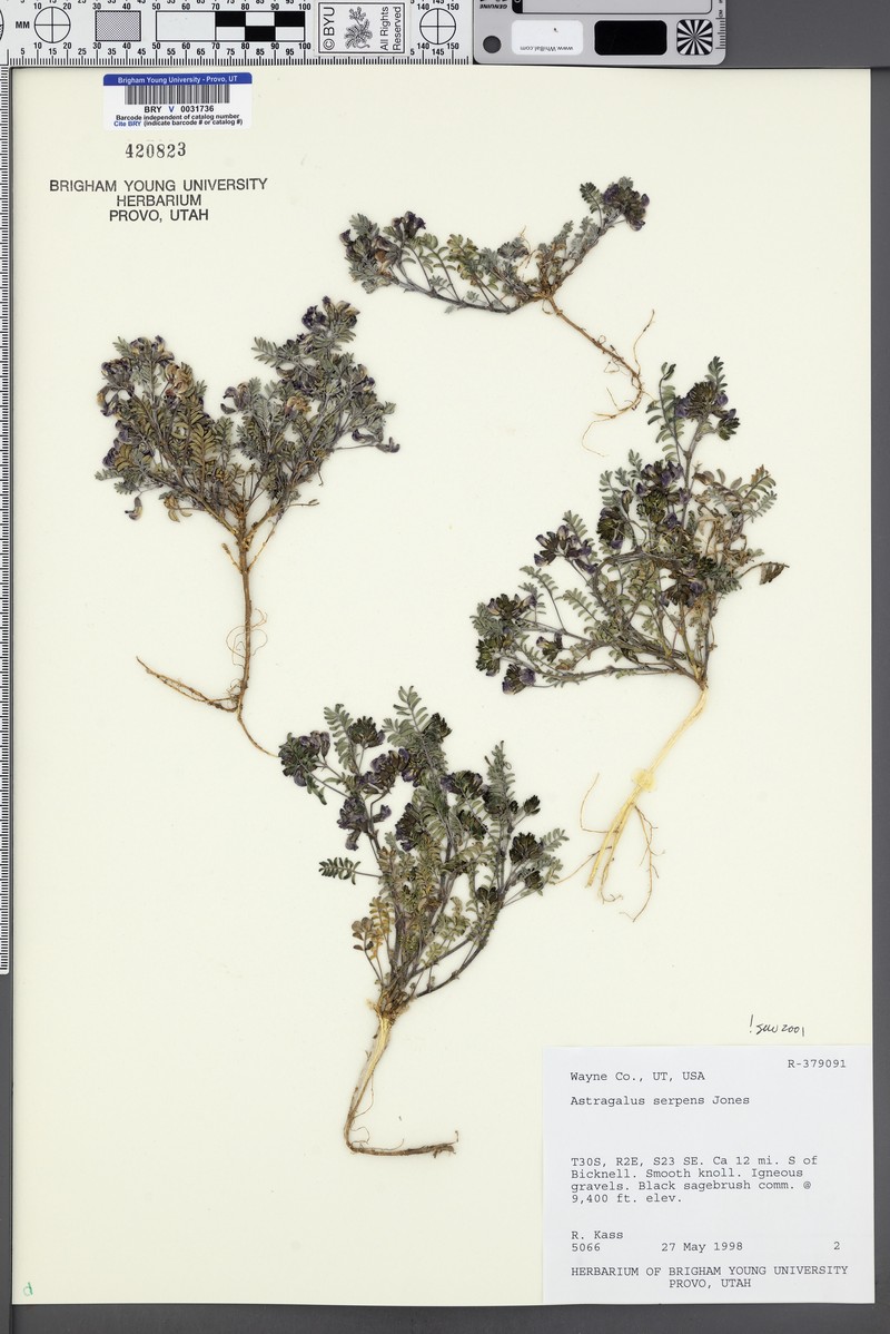 Plateau Milkvetch photo 6
