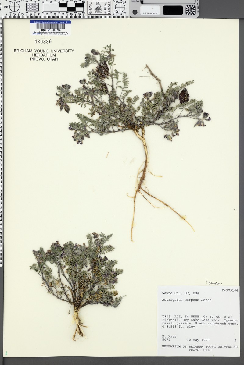 Plateau Milkvetch photo 7