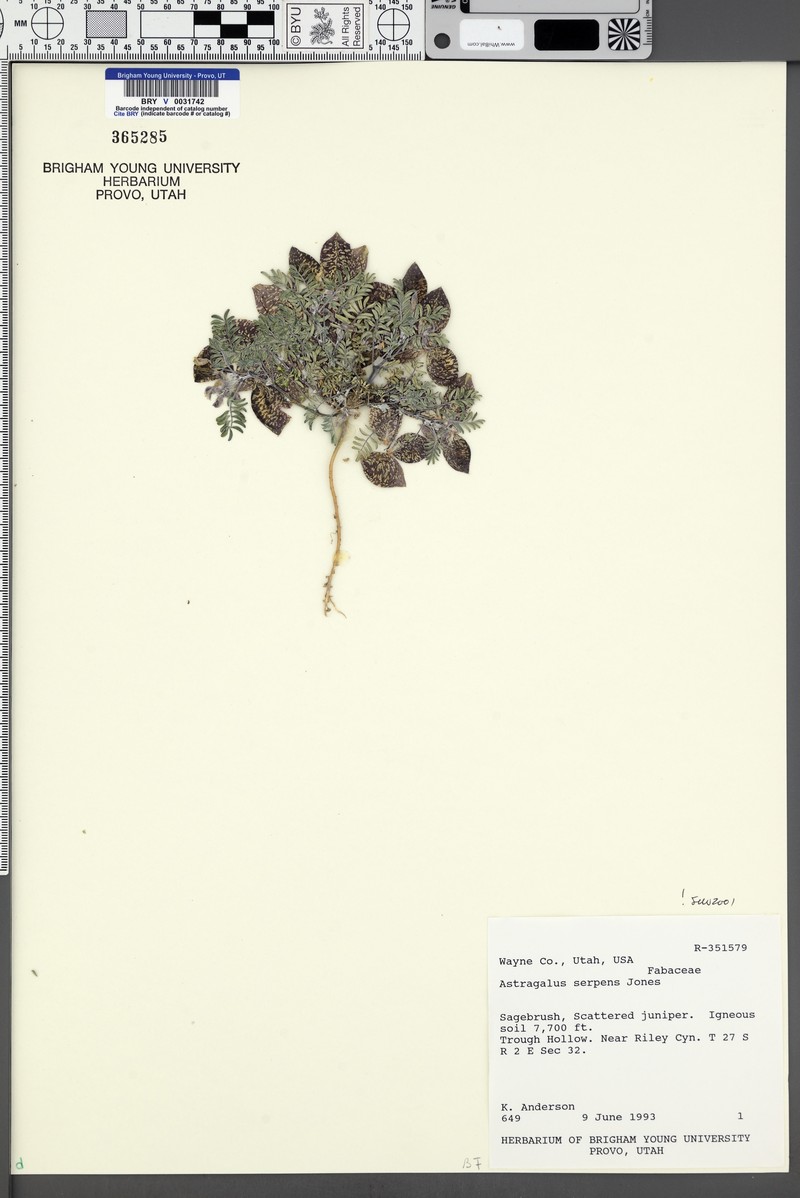 Plateau Milkvetch photo 8