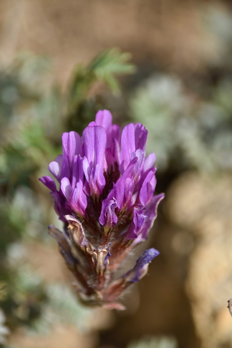 Astragalus sertavulensis