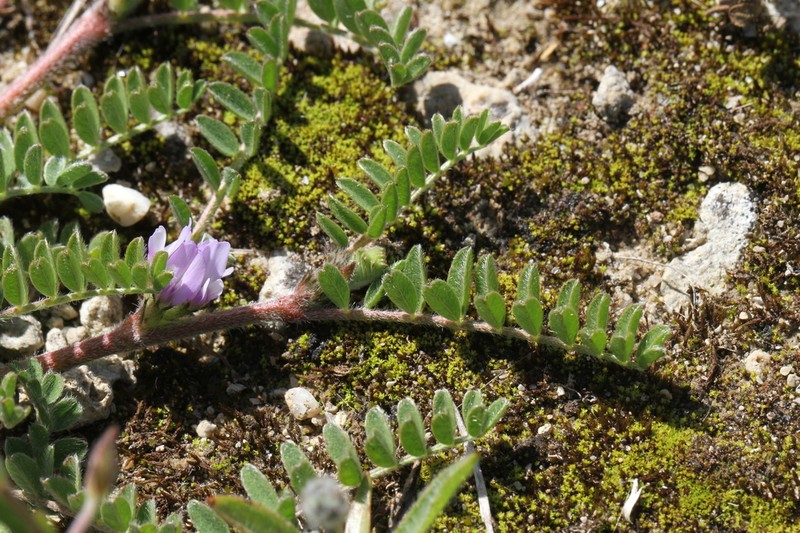 Astragalus sesameus