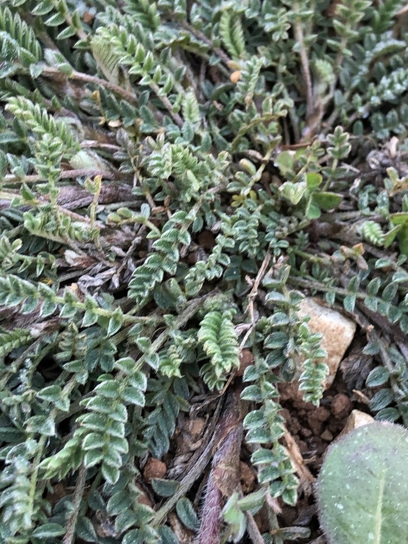 Astragalus sesameus photo 2