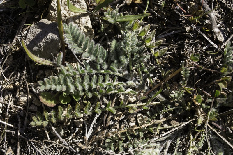 Astragalus sesameus photo 3