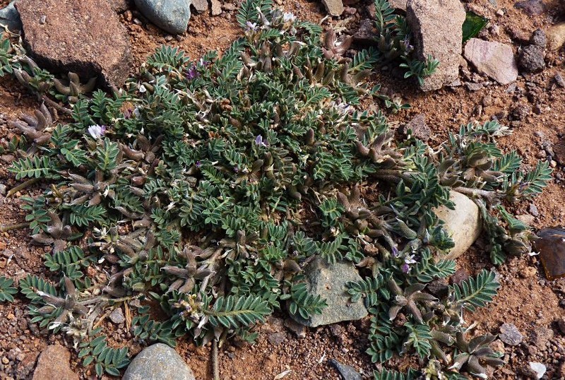 Astragalus sesameus photo 4