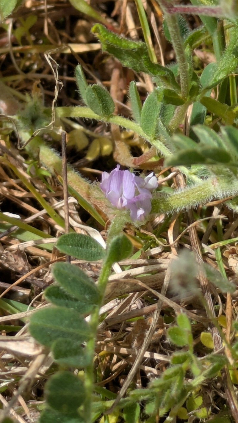 Astragalus sesameus photo 5