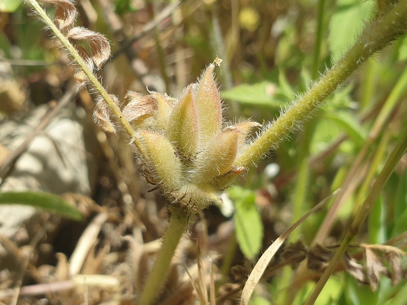 Astragalus sesameus photo 6