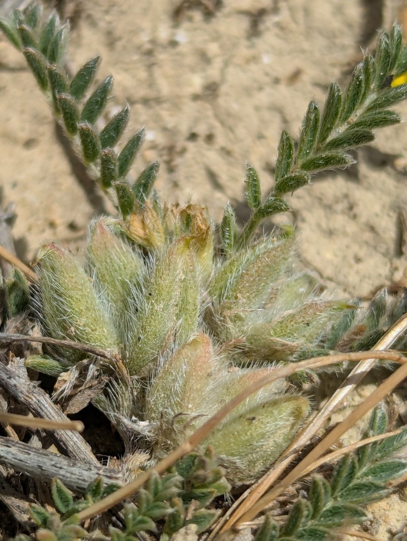Astragalus sesameus photo 7