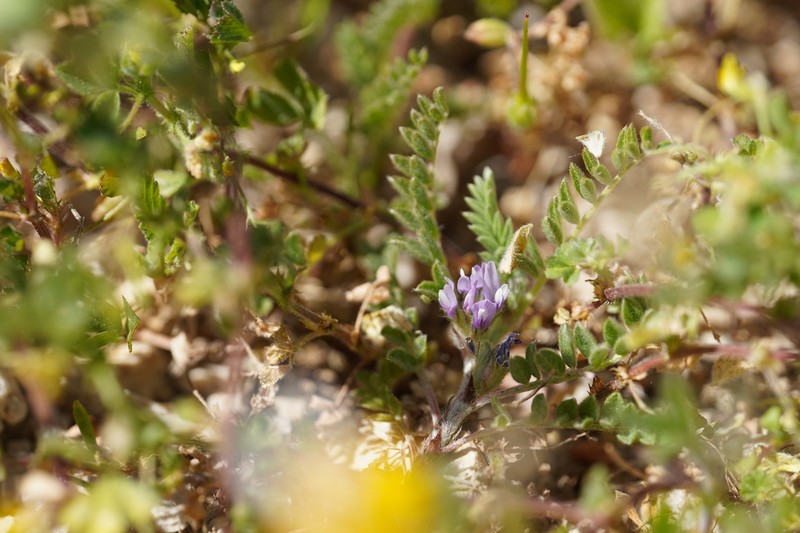 Astragalus sesameus photo 8
