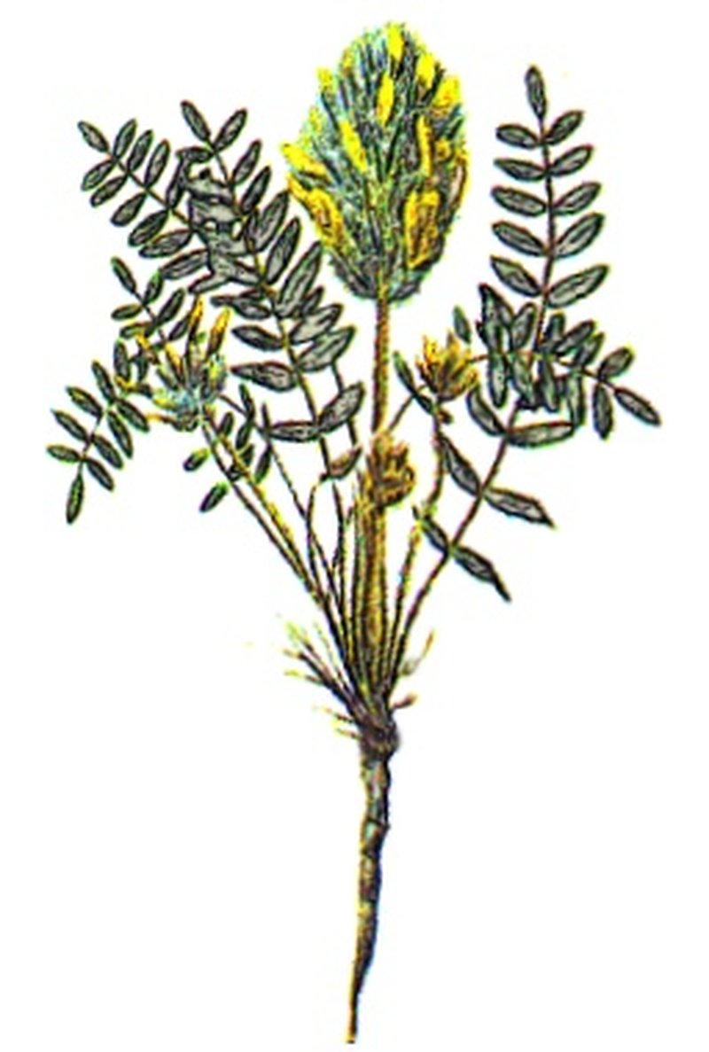 Astragalus sesameus
