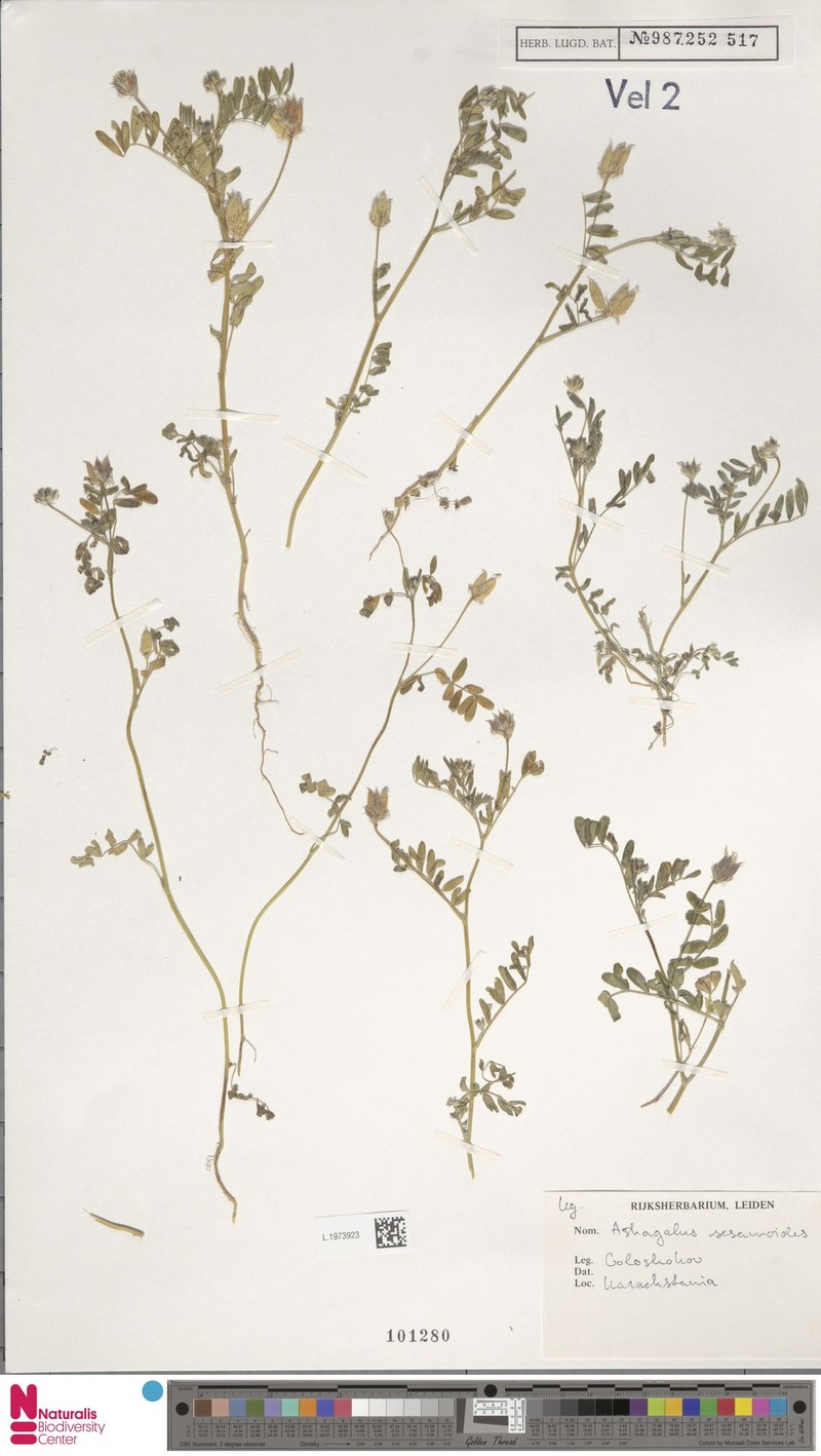 Astragalus sesamoides