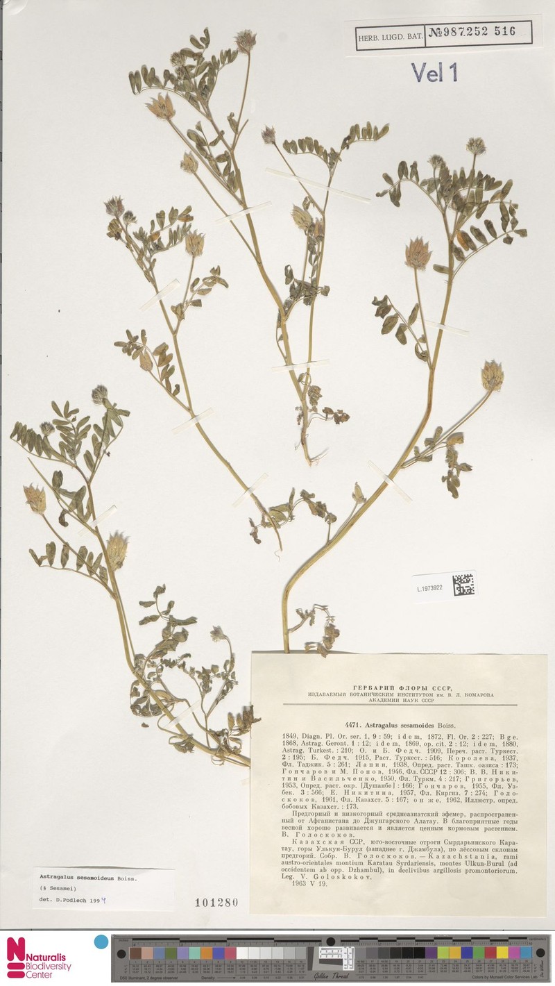Astragalus sesamoides photo 2