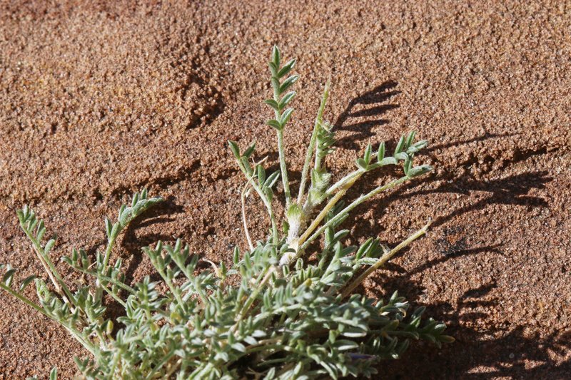 Sandstone Milkvetch