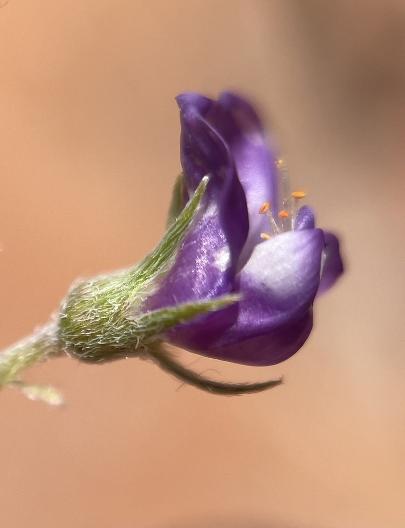 Sandstone Milkvetch