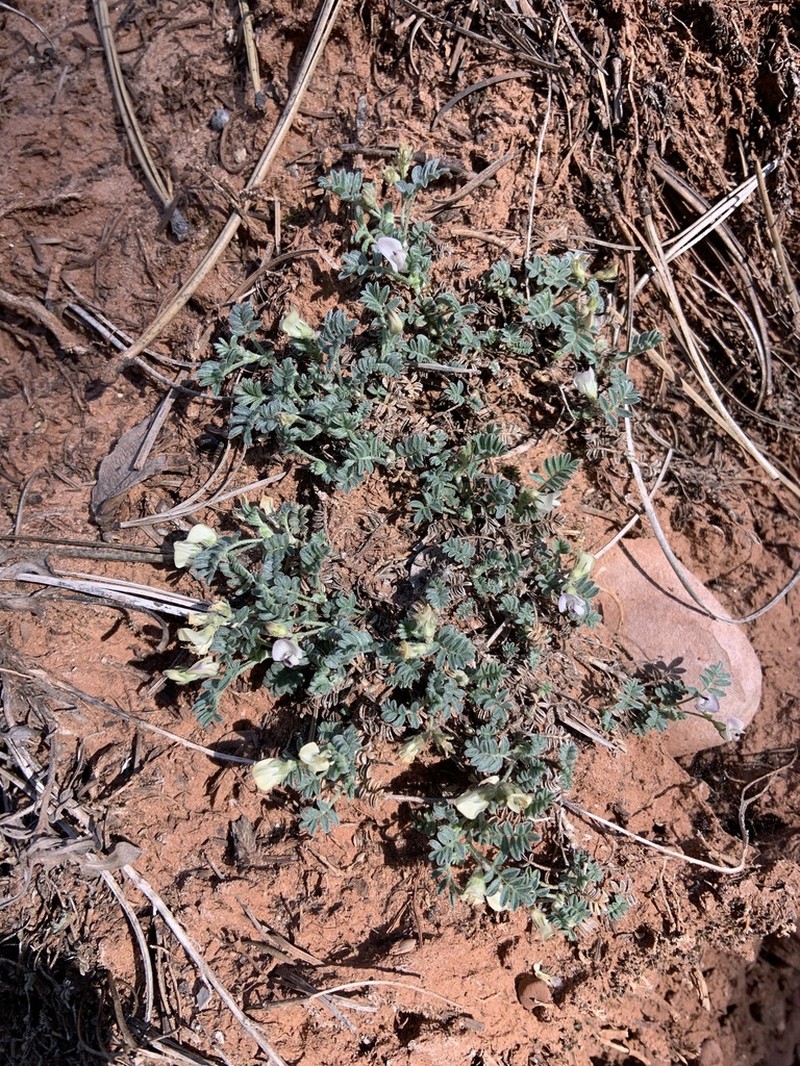 Sandstone Milkvetch photo 2