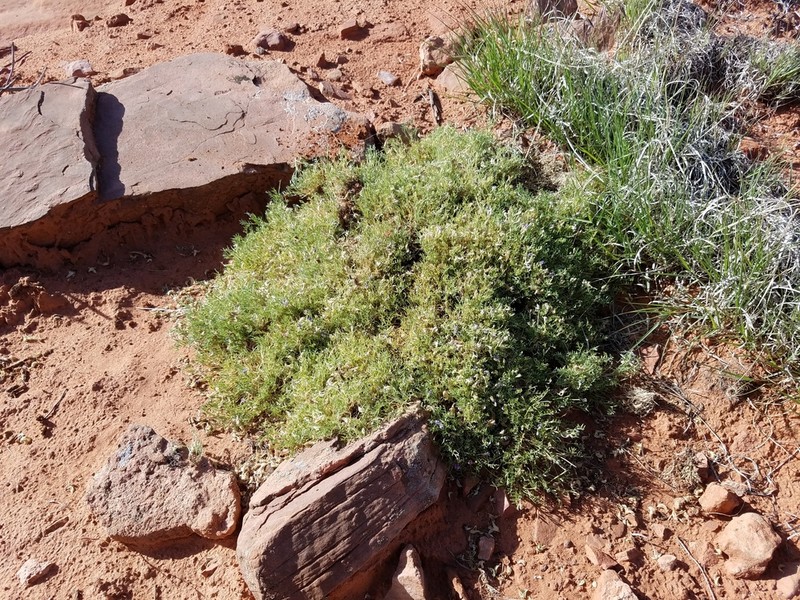 Sandstone Milkvetch photo 3