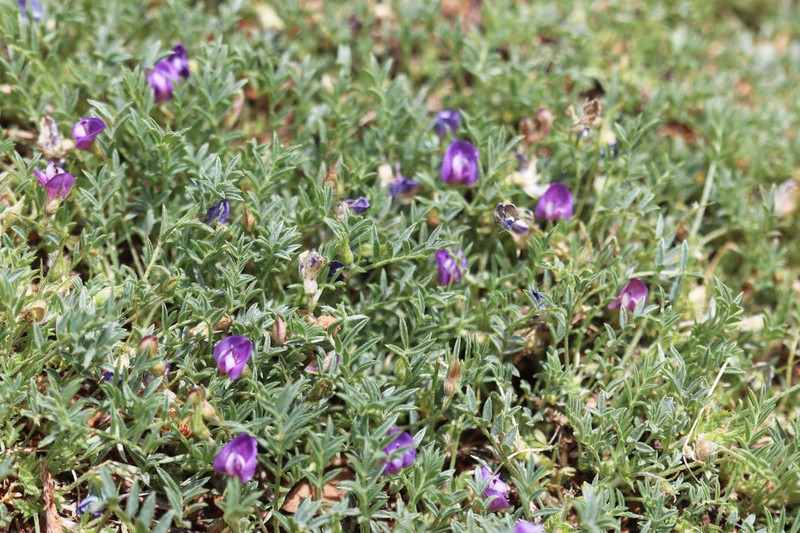 Sandstone Milkvetch photo 4