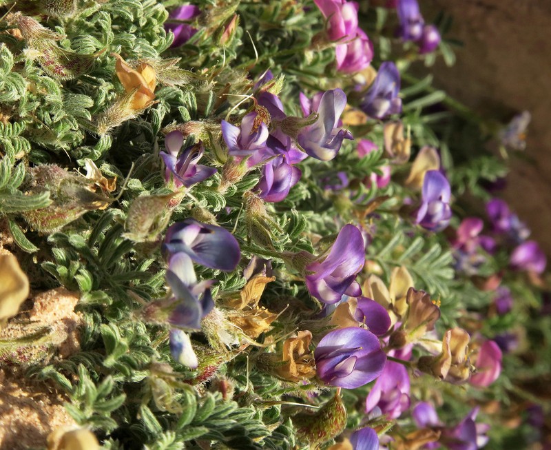 Sandstone Milkvetch photo 5