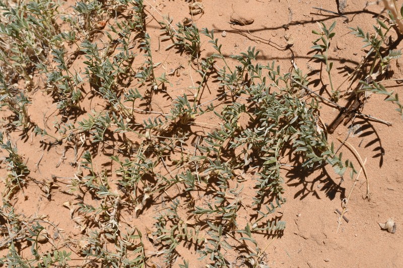 Sandstone Milkvetch photo 6