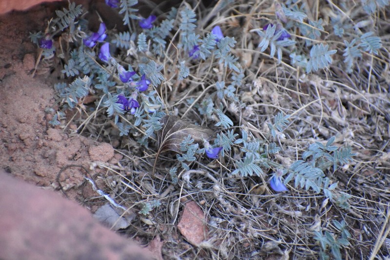 Sandstone Milkvetch photo 7