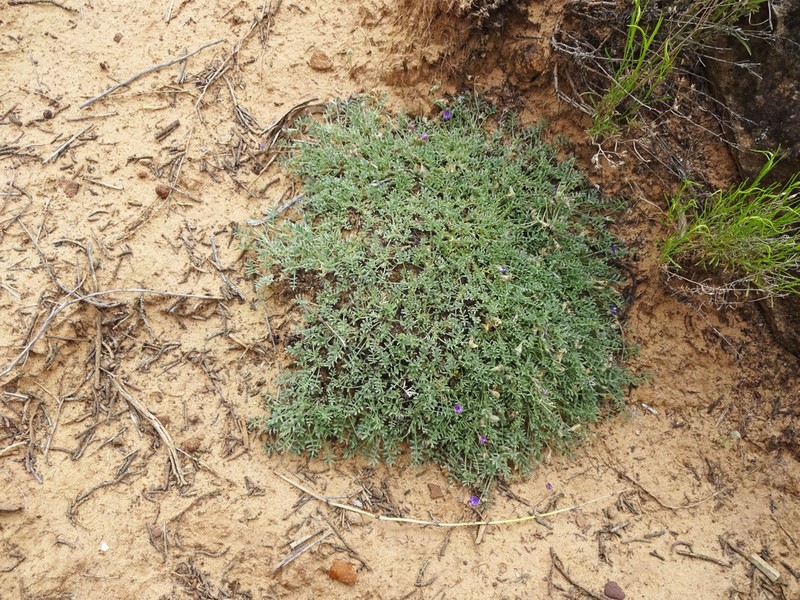 Sandstone Milkvetch photo 8