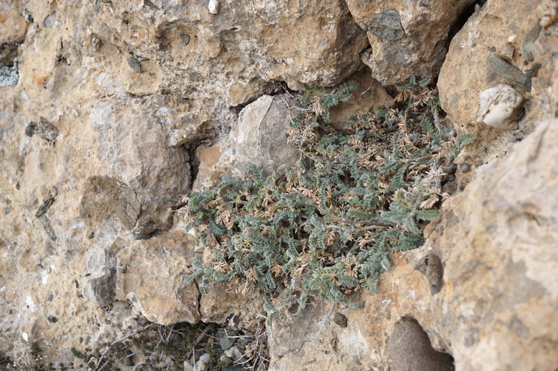 Astragalus setosulus photo 2