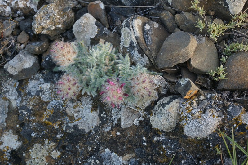 Astragalus setosulus photo 3