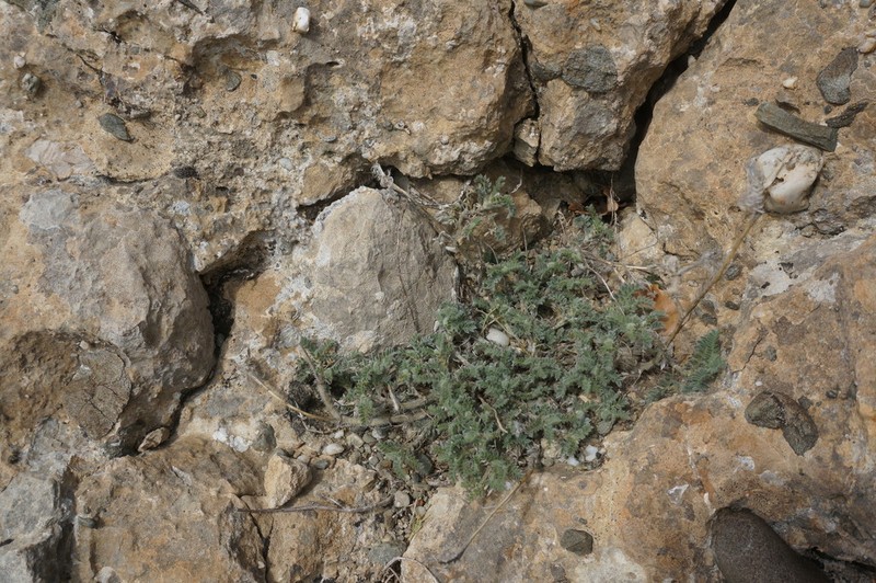 Astragalus setosulus photo 4