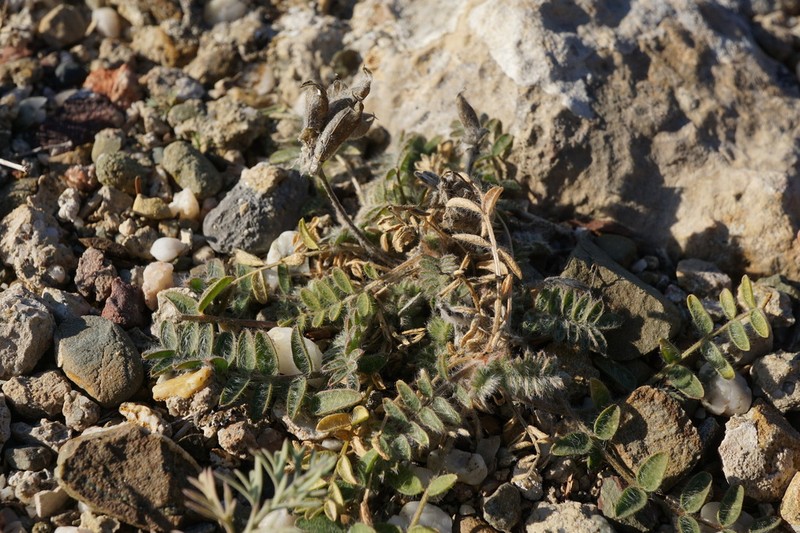 Astragalus setosulus photo 5