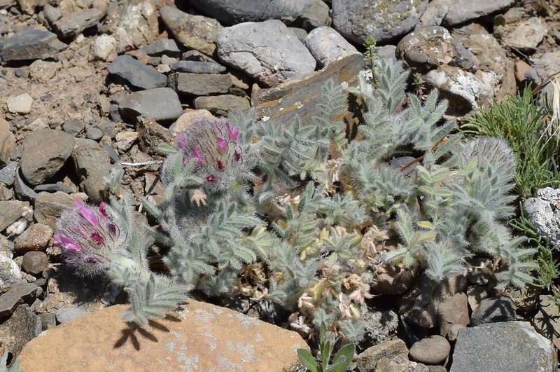 Astragalus setosulus photo 6