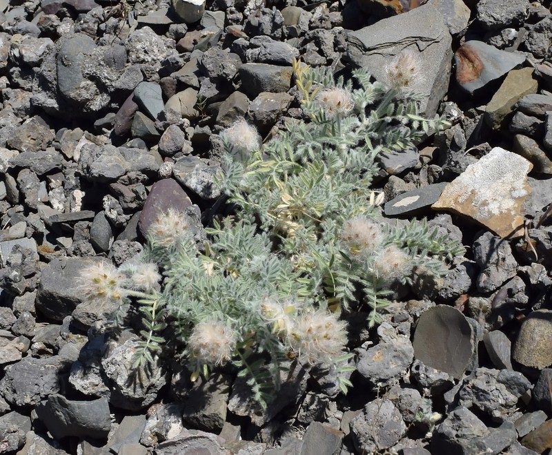 Astragalus setosulus photo 7