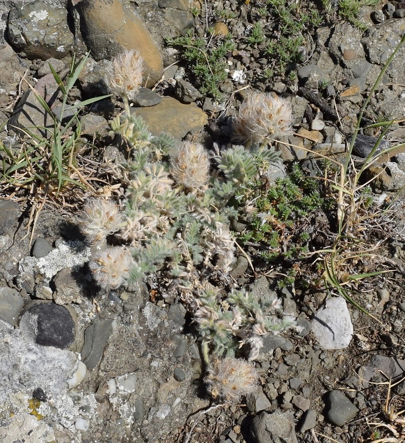 Astragalus setosulus photo 8