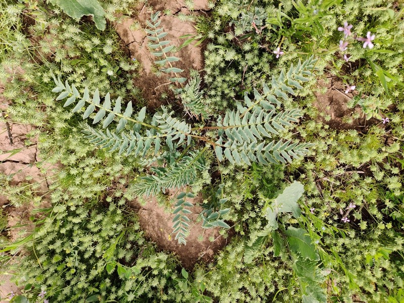 Astragalus sewertzowii