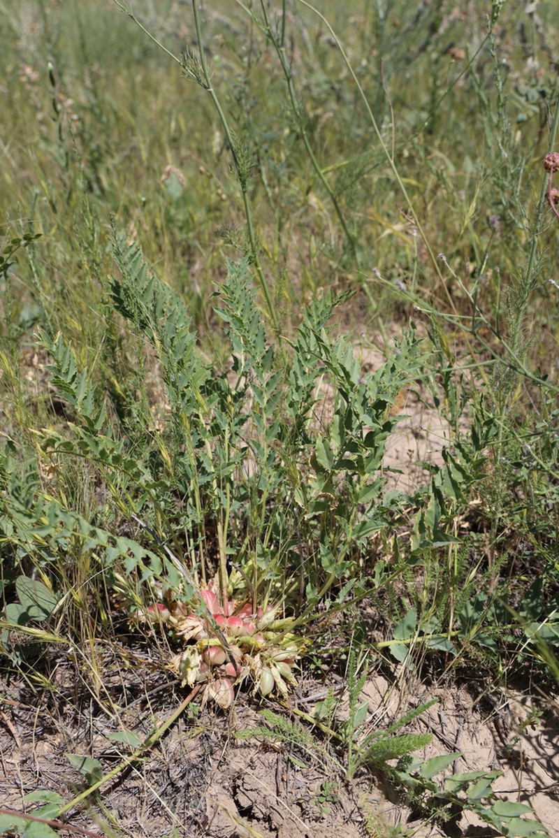 Astragalus sewertzowii photo 2