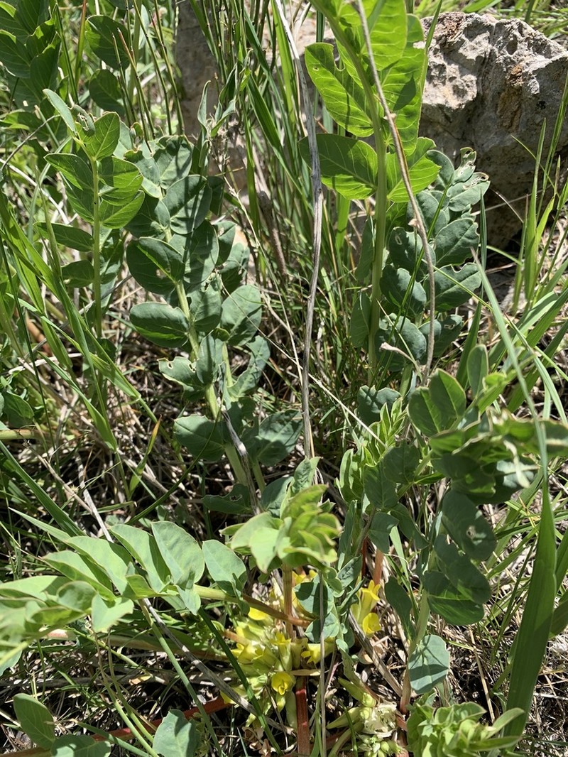 Astragalus sewertzowii photo 3
