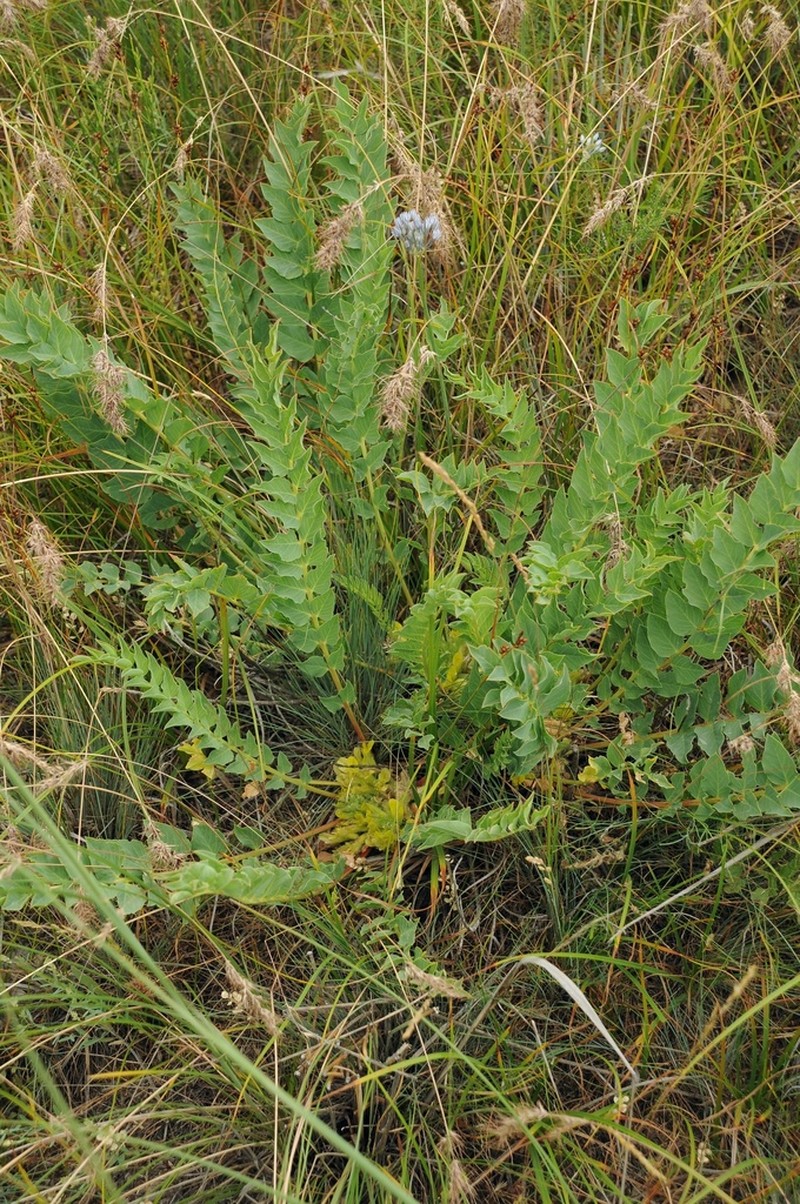 Astragalus sewertzowii photo 4