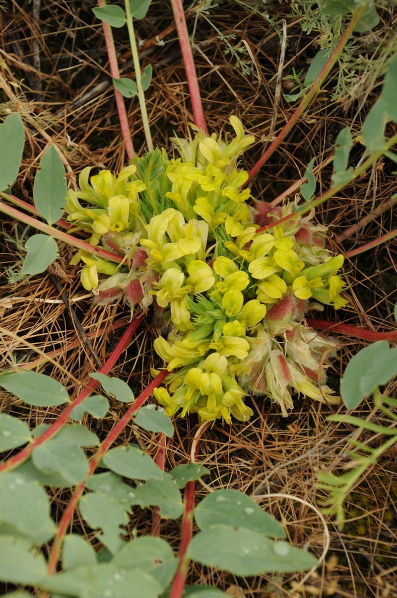 Astragalus sewertzowii photo 5