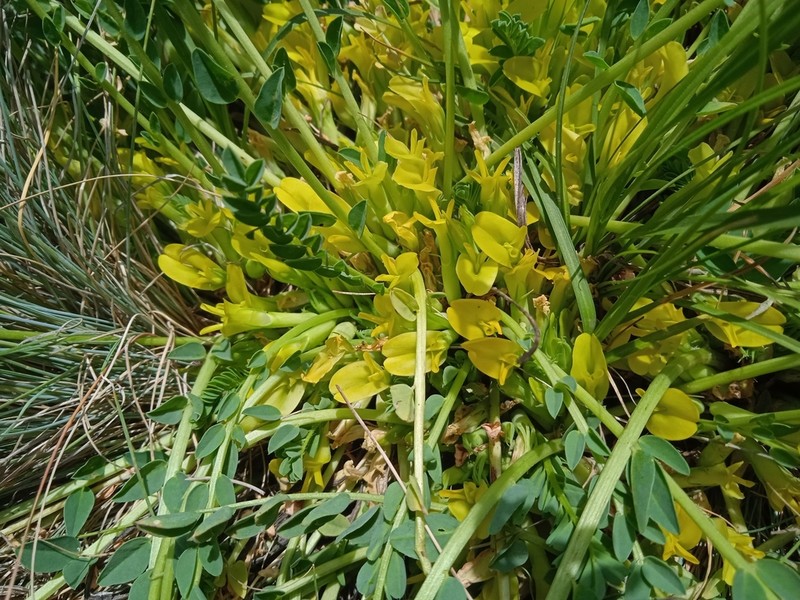Astragalus sewertzowii photo 6