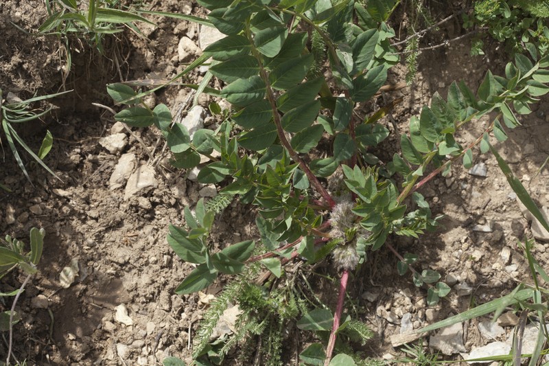 Astragalus sewertzowii photo 7