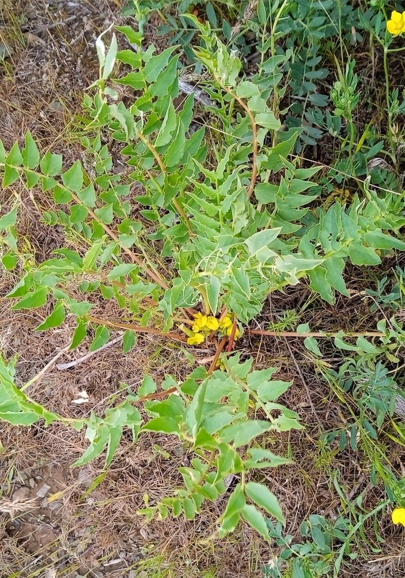 Astragalus sewertzowii photo 8