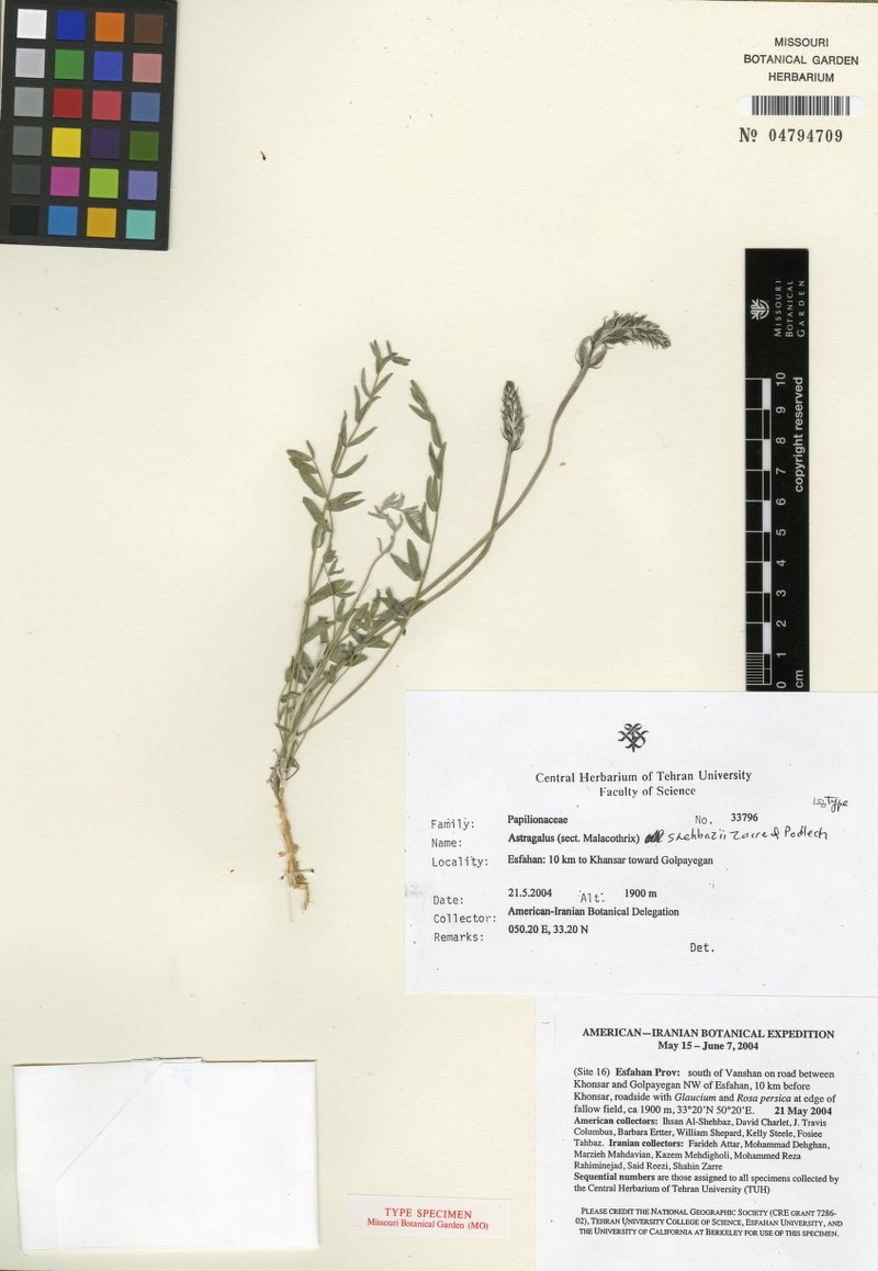 Astragalus shehbazii