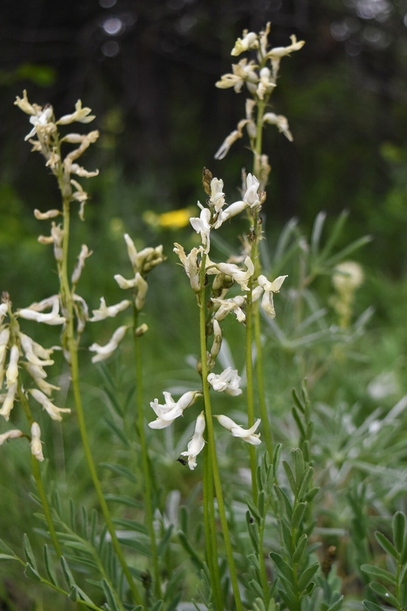 Sheldon's Milkvetch
