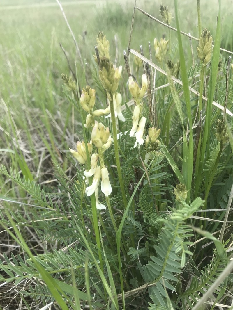 Sheldon's Milkvetch photo 2