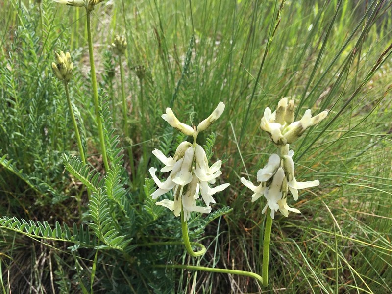Sheldon's Milkvetch photo 3