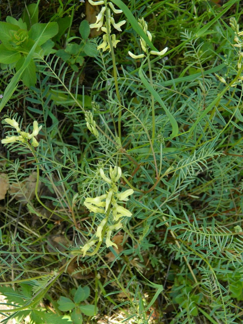 Sheldon's Milkvetch photo 4