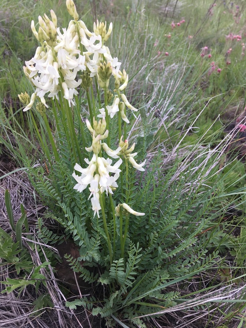 Sheldon's Milkvetch photo 5