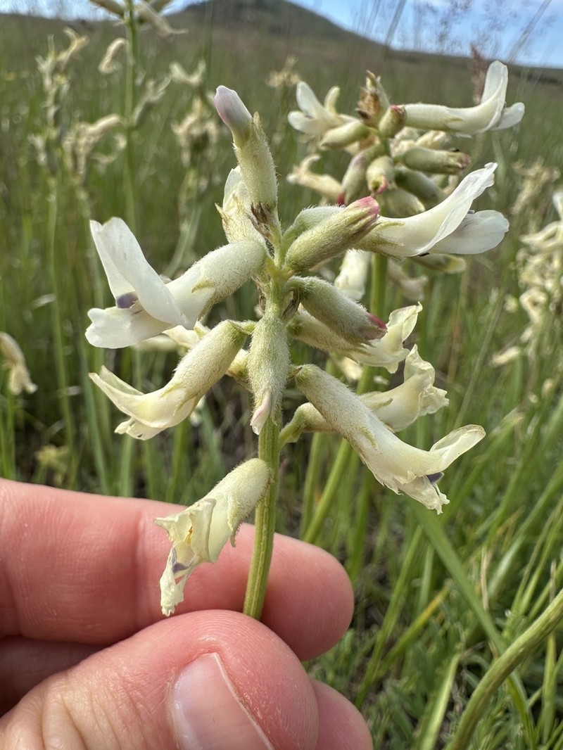 Sheldon's Milkvetch photo 6