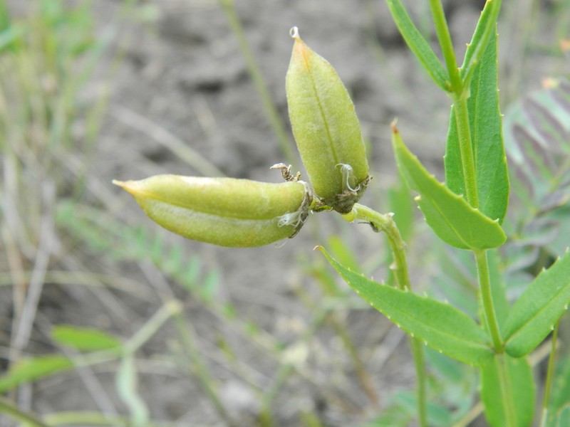 Sheldon's Milkvetch photo 7
