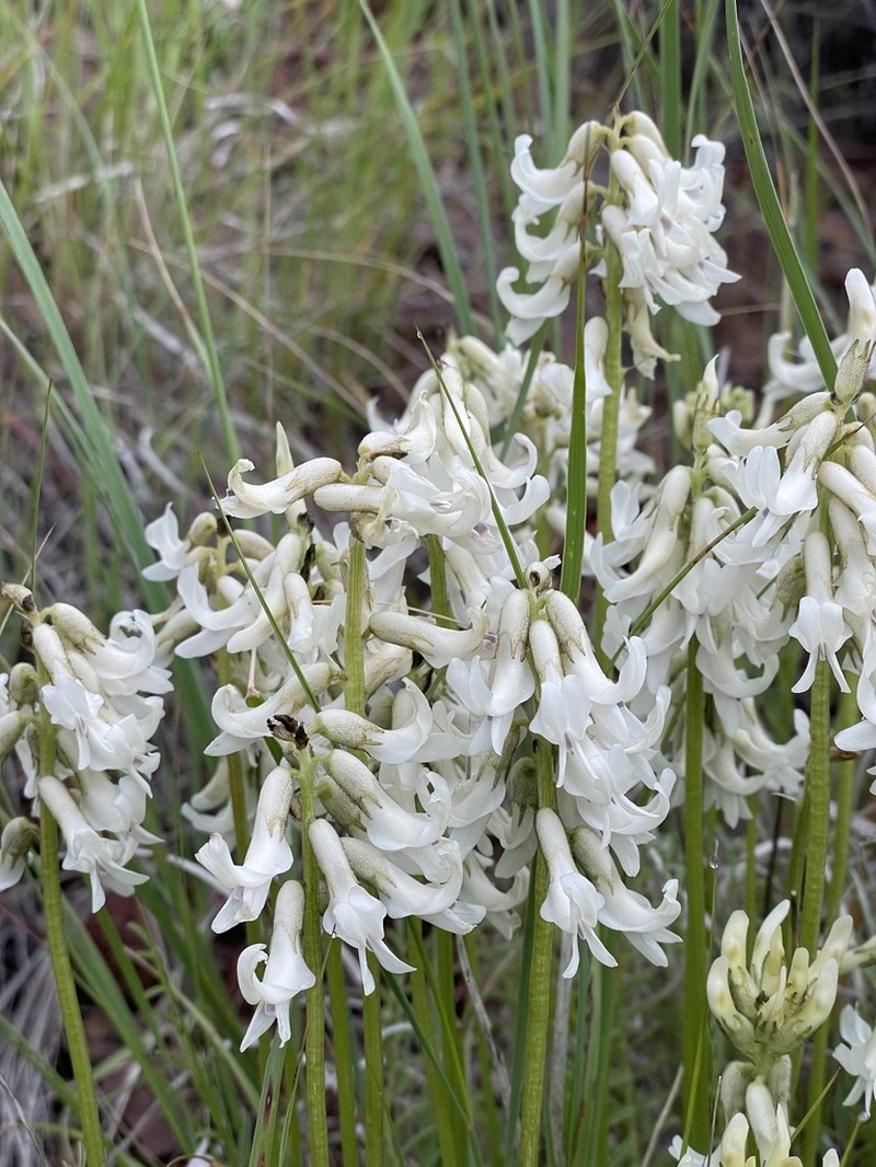 Sheldon's Milkvetch photo 8