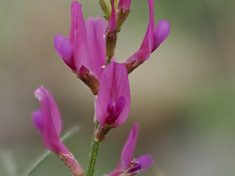 Astragalus shelkovnikovii